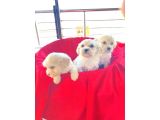 Maltipoo yavrularım ev doğumu