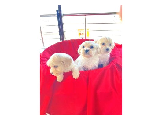 Maltipoo Yavrularım Ev Doğumu