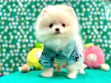 Teddy Bear Pomeranian Boo Yavrularimiz