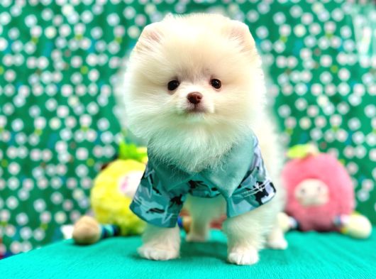 Teddy Bear Pomeranian Boo Yavrularimiz görsel