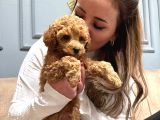 Toy Poodle