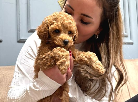 Toy Poodle görsel