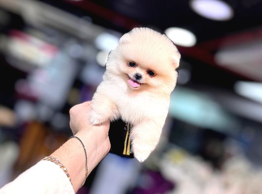 0 Numara Ayı Surat Pomeranian Boo Yavrusu Her Renk Mevcut görsel