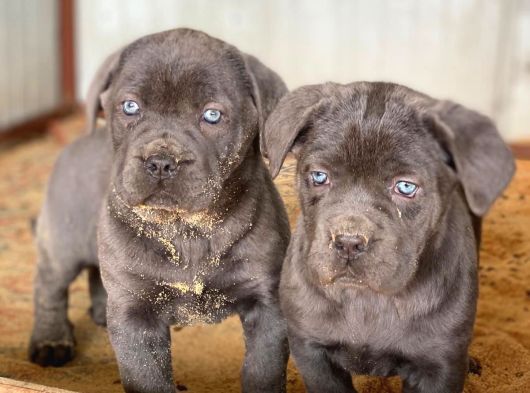Dev Blue Cane Corso Yavruları
