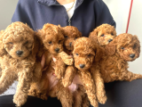 Müthiş güzellikte poodle bebeklerimiz