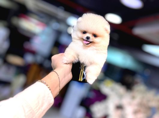 0 Numara Ayı Surat Pomeranian Boo Yavrusu Her Renk Mevcut