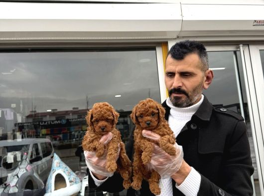 Tr Ni̇n Fi̇rst Class Toy Poodle Yavrulari Ankara Mağazamzda görsel