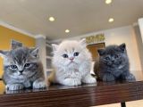 KEDİCİDEN RENK RENK BRITISH SHORTHAIR YAVRULARI ANKARA