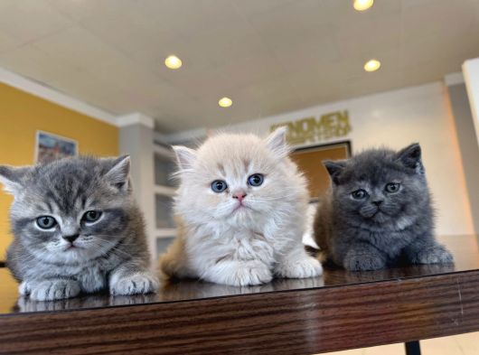 Kedi̇ci̇den Renk Renk British Shorthair Yavrulari Ankara