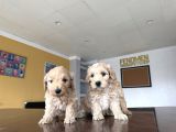 Yeni̇ En Güzel Malti̇poo Yavrular Di̇şi̇ Erkek Ankara Mağazamizda