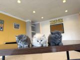 Kedi̇ci̇den Renk Renk British Shorthair Yavrulari Ankara
