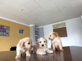 Yeni̇ En Güzel Malti̇poo Yavrular Di̇şi̇ Erkek Ankara Mağazamizda