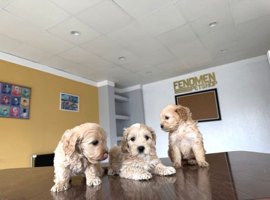 Yeni̇ En Güzel Malti̇poo Yavrular Di̇şi̇ Erkek Ankara Mağazamizda görsel