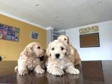 Yeni̇ En Güzel Malti̇poo Yavrular Di̇şi̇ Erkek Ankara Mağazamizda