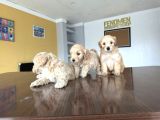 Yeni̇ En Güzel Malti̇poo Yavrular Di̇şi̇ Erkek Ankara Mağazamizda