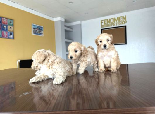 Yeni̇ En Güzel Malti̇poo Yavrular Di̇şi̇ Erkek Ankara Mağazamizda görsel