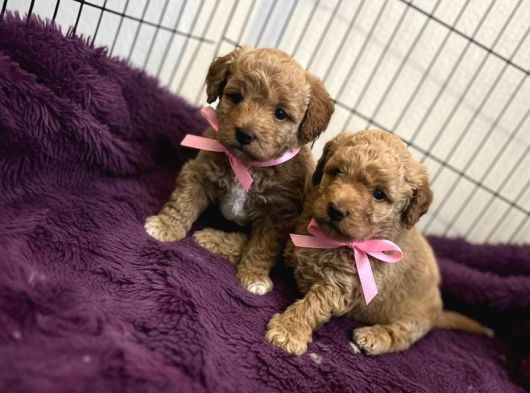 Oyuncak Surat Poodle Bebeklerimiz görsel