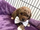 Oyuncak surat poodle bebeklerimiz