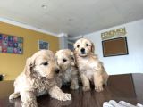 Yeni̇ En Güzel Malti̇poo Yavrular Di̇şi̇ Erkek Ankara Mağazamizda