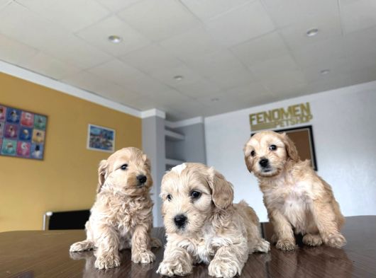 Yeni̇ En Güzel Malti̇poo Yavrular Di̇şi̇ Erkek Ankara Mağazamizda