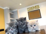 Kedi̇ci̇den Renk Renk British Shorthair Yavrulari Ankara