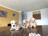 Yeni̇ En Güzel Malti̇poo Yavrular Di̇şi̇ Erkek Ankara Mağazamizda