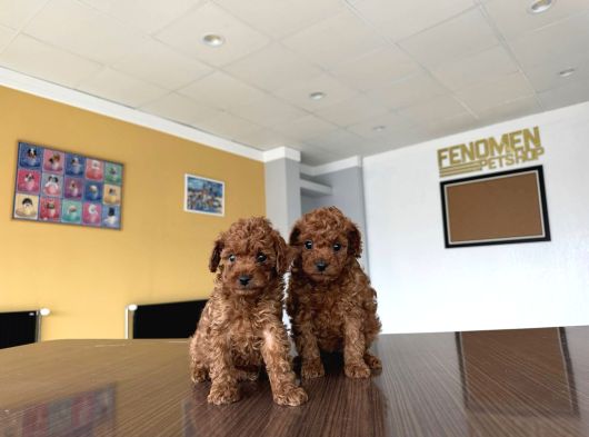 Tr Ni̇n Fi̇rst Class Toy Poodle Yavrulari Ankara Mağazamzda görsel