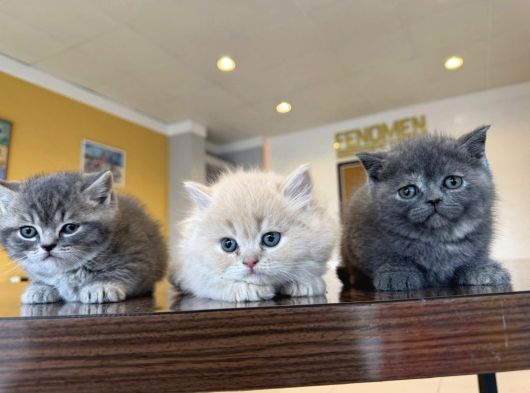 Kedi̇ci̇den Renk Renk British Shorthair Yavrulari Ankara görsel