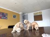 Yeni̇ En Güzel Malti̇poo Yavrular Di̇şi̇ Erkek Ankara Mağazamizda