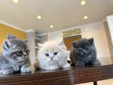 Kedi̇ci̇den Renk Renk British Shorthair Yavrulari Ankara