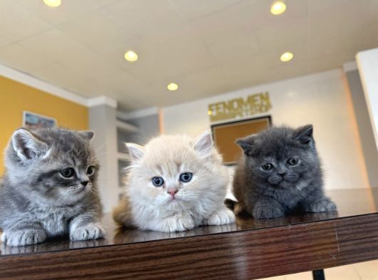 Kedi̇ci̇den Renk Renk British Shorthair Yavrulari Ankara görsel