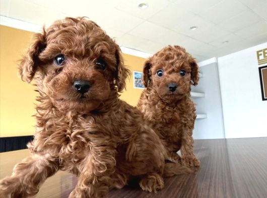 Tr Ni̇n Fi̇rst Class Toy Poodle Yavrulari Ankara Mağazamzda görsel