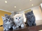 Kedi̇ci̇den Renk Renk British Shorthair Yavrulari Ankara
