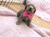 Oyuncak Surat Poodle Bebeklerimiz