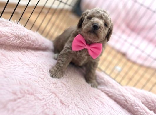 Oyuncak Surat Poodle Bebeklerimiz görsel
