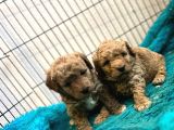 Oyuncak Surat Poodle Bebeklerimiz
