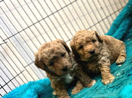 Oyuncak Surat Poodle Bebeklerimiz görsel