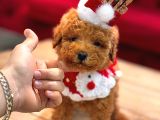 tea Cup Toy Poodle Red Brown 0 Numara Yavrumuz