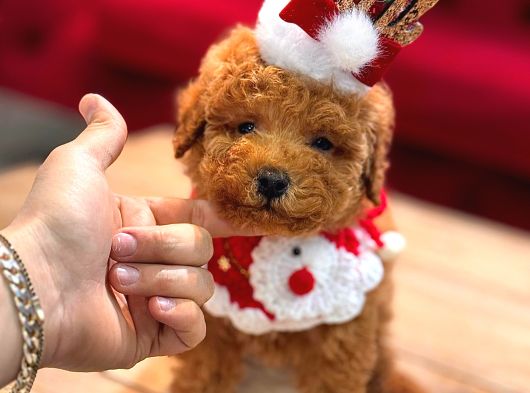 Tea Cup Toy Poodle Red Brown 0 Numara Yavrumuz