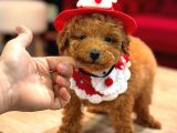 Tea Cup Toy Poodle Red Brown 0 Numara Yavrumuz