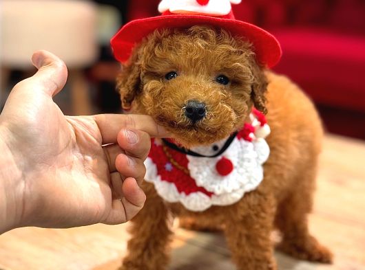 Tea Cup Toy Poodle Red Brown 0 Numara Yavrumuz görsel