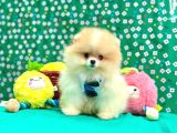 Boo Pomeranian Teddy Bear Yavrular