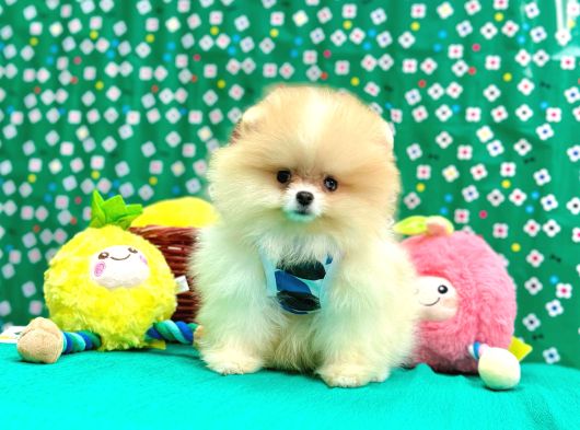 Boo Pomeranian Teddy Bear Yavrular görsel