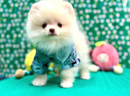 Teddy Bear Pomeranian Boo Yavrularimiz görsel