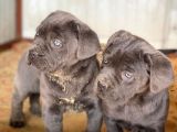 Dev Blue Cane Corso Yavruları