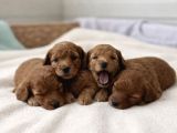 Ev Ortamında Büyüyen Saf Toy Poodle Yavruları