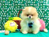Boo Pomeranian Teddy Bear Yavrular
