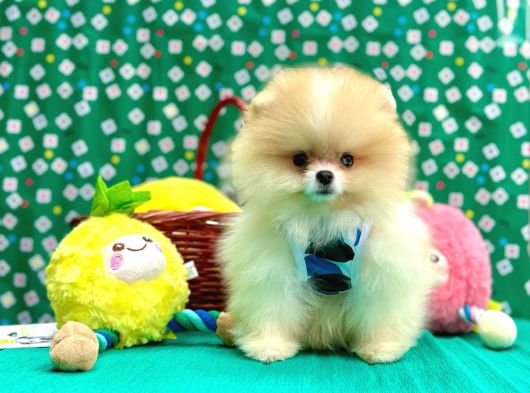 Boo Pomeranian Teddy Bear Yavrular görsel