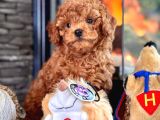Poodle Çıftliğinden Red Brown Toy Poodle Bebeklerimiz
