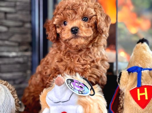 Poodle Çıftliğinden Red Brown Toy Poodle Bebeklerimiz görsel